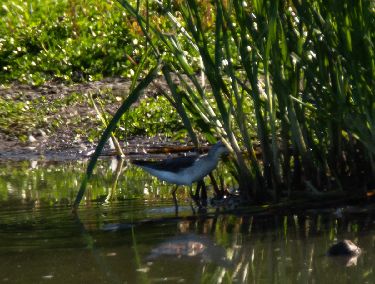 Wilson's Phalarope - ML473428881