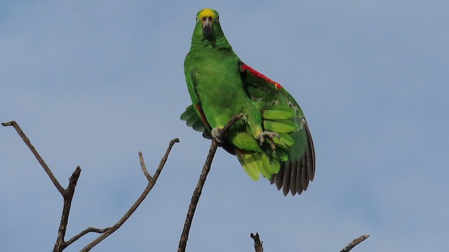 キビタイボウシインコ - ML473429051