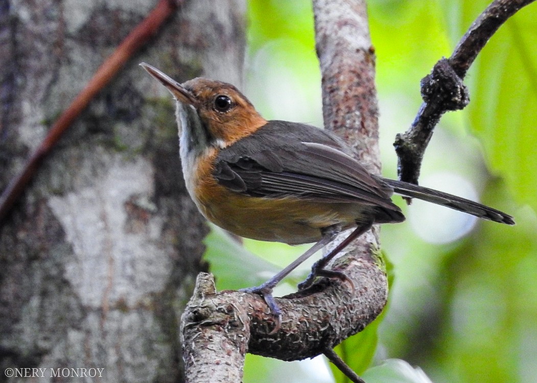 Long-billed Gnatwren - Nery Monroy