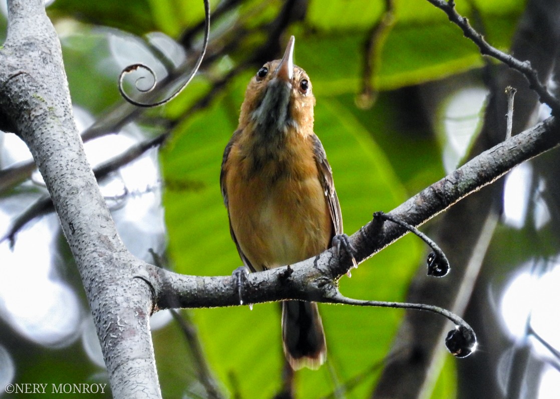 Long-billed Gnatwren - Nery Monroy