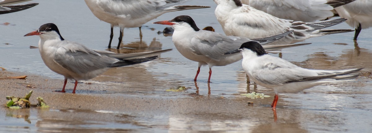 Common Tern - ML473429631