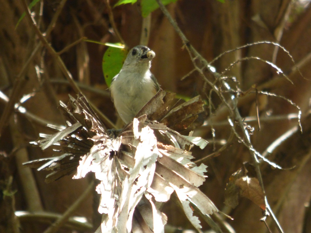 Tufted Titmouse - ML473429791