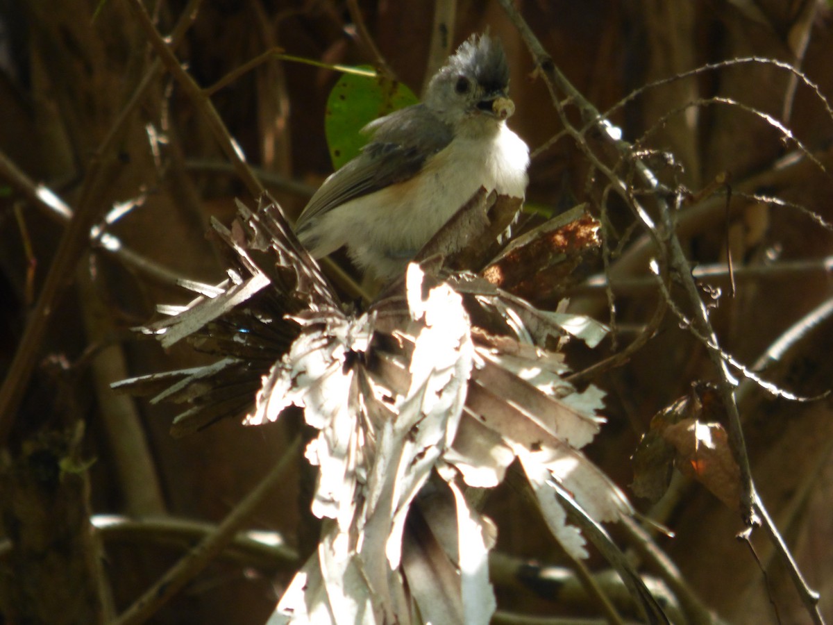 Tufted Titmouse - ML473429841