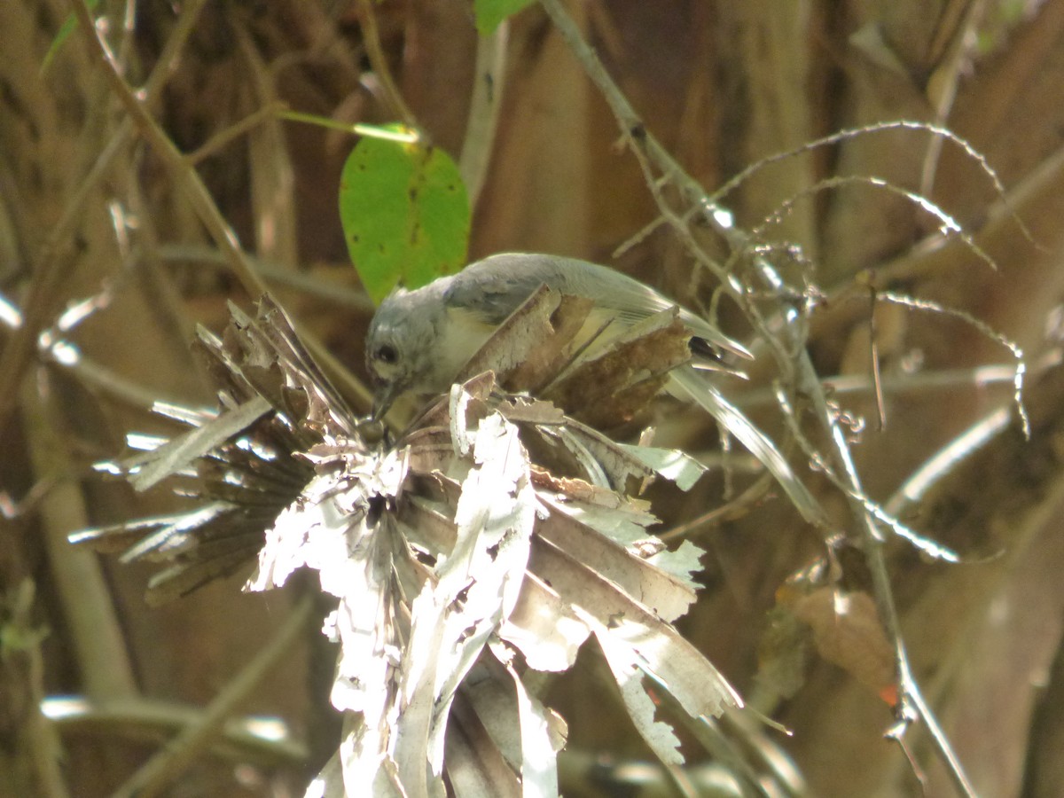 Tufted Titmouse - ML473430061