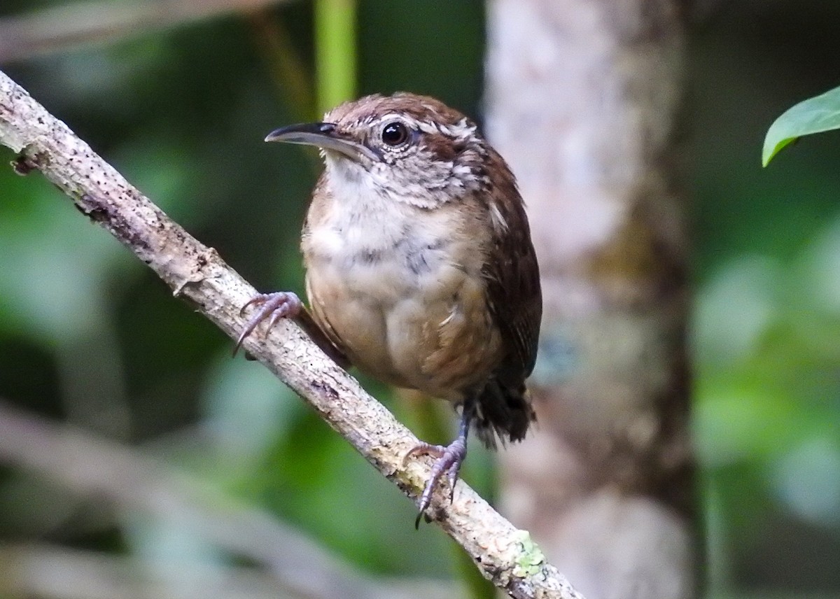 Carolina Wren - Nery Monroy