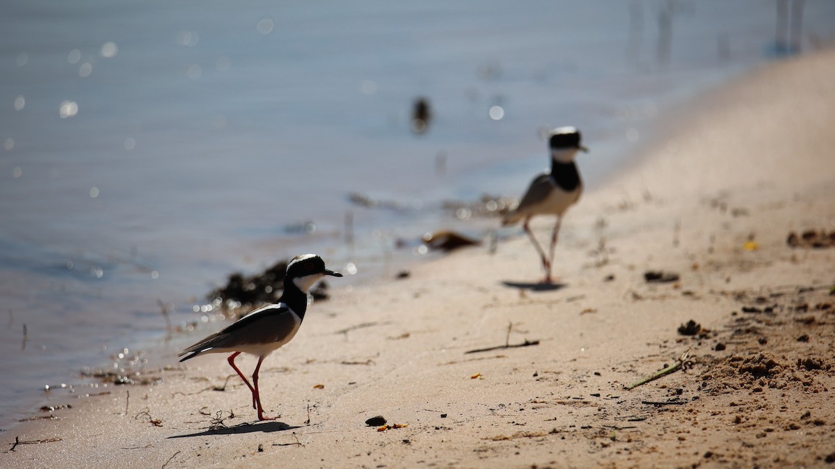 Pied Plover - ML473430651