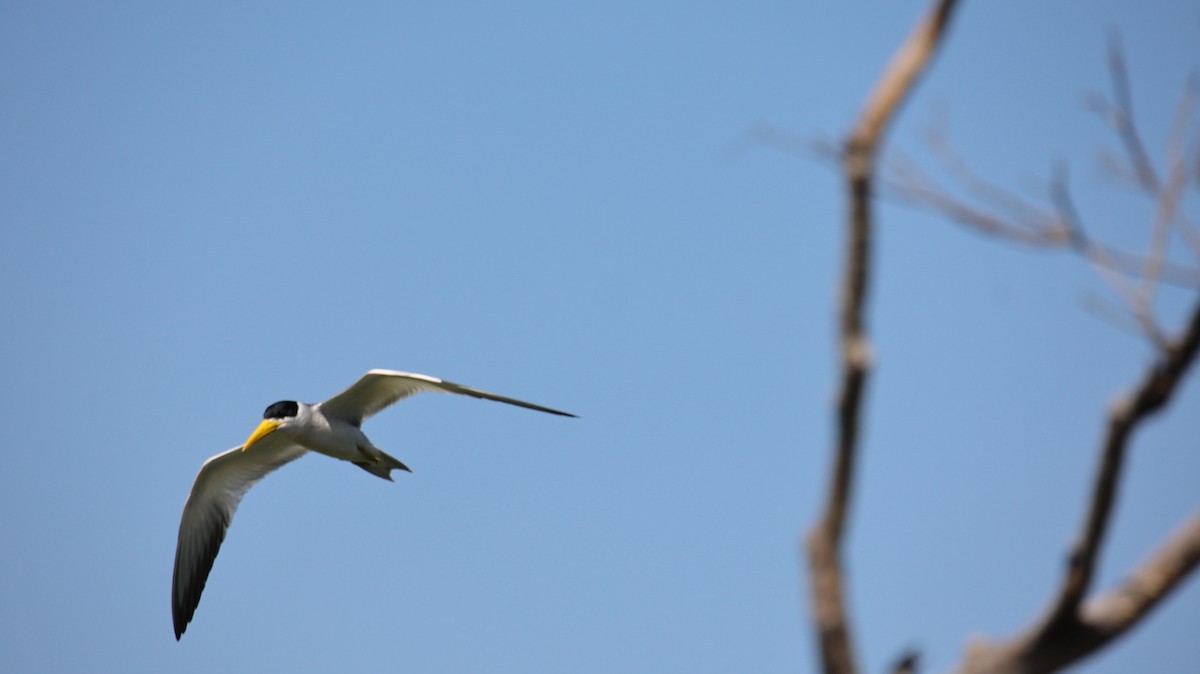 Large-billed Tern - ML473431561