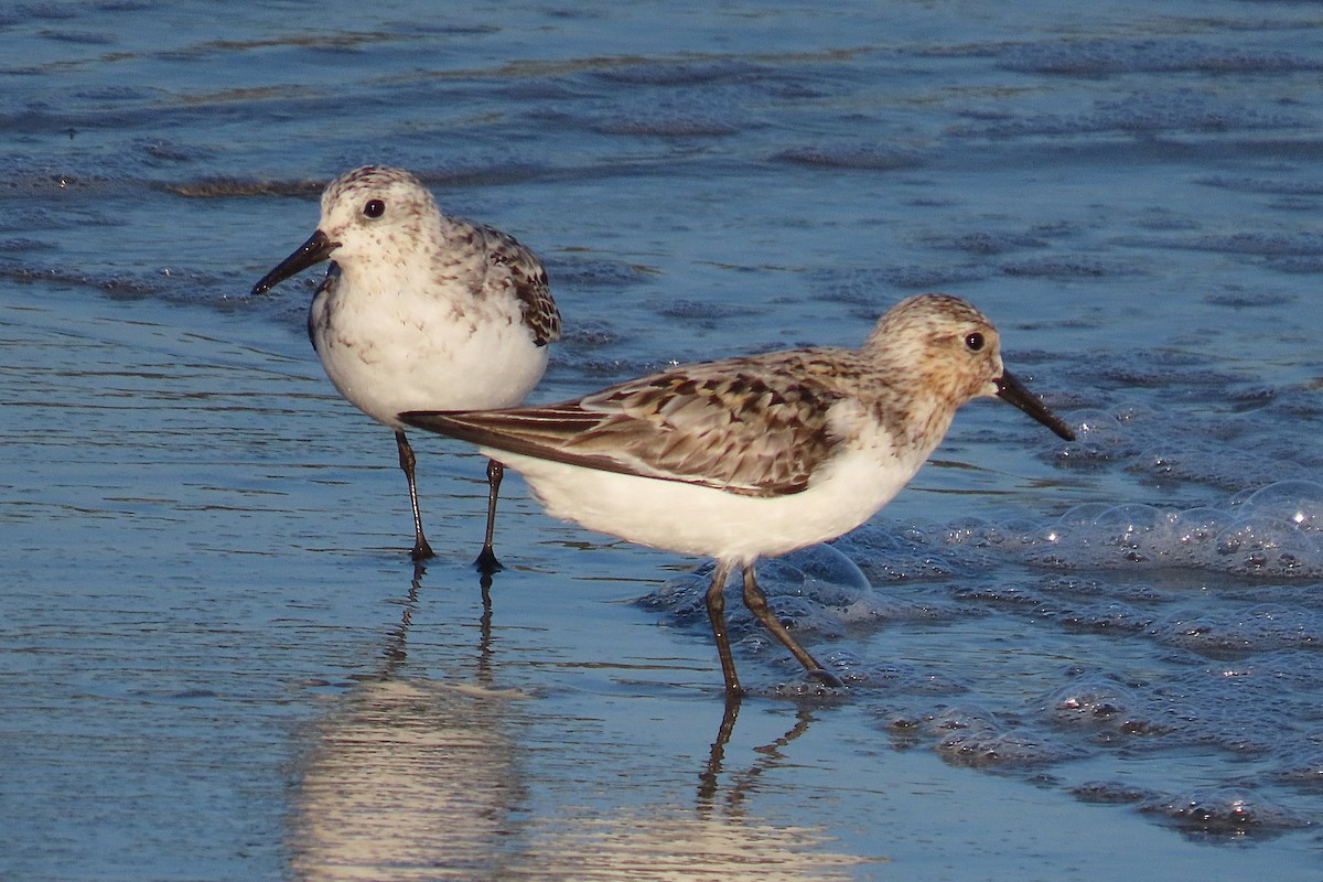 Sanderling - ML473431741