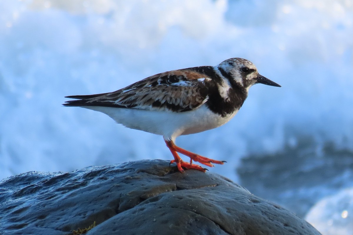 Ruddy Turnstone - ML473431941