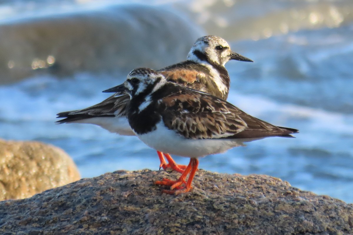 Ruddy Turnstone - ML473431951