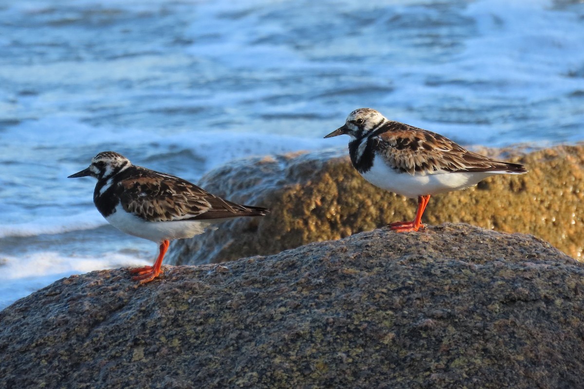 Ruddy Turnstone - ML473431961