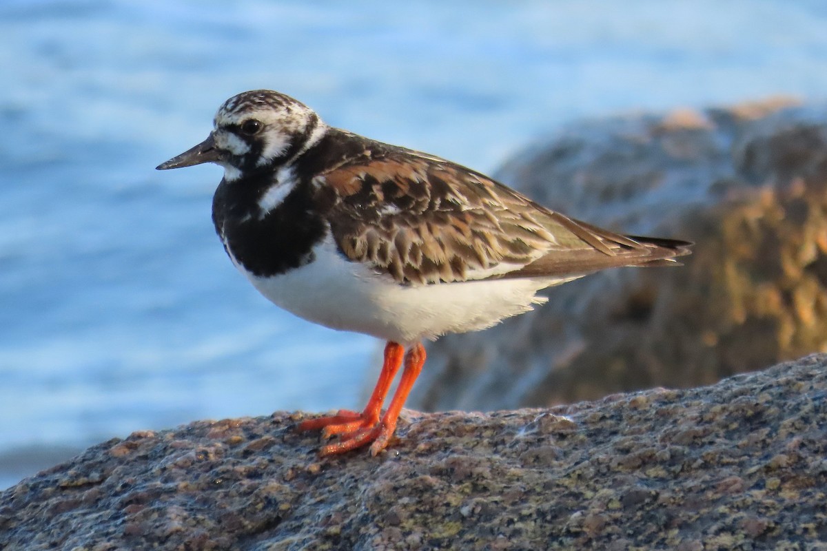 Ruddy Turnstone - ML473431981