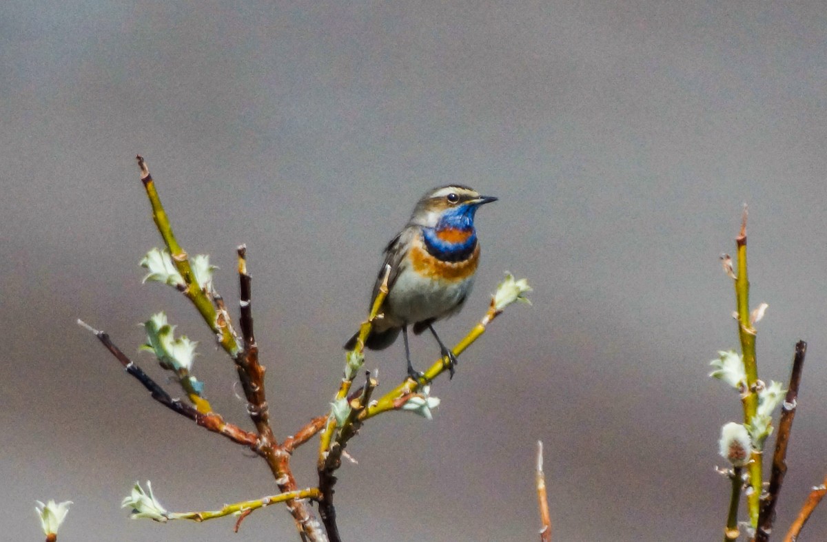 Bluethroat - ML473432581