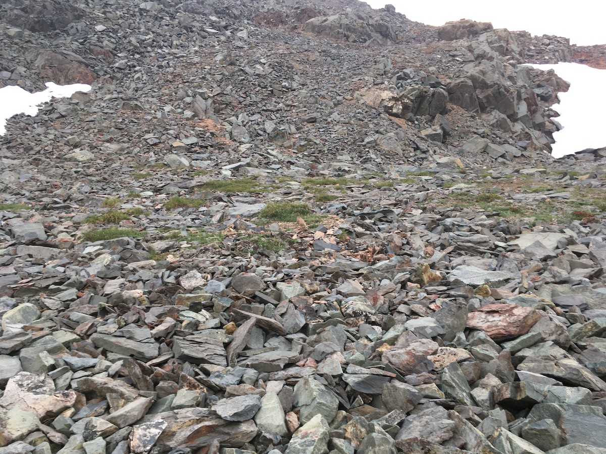 White-tailed Ptarmigan - ML473432681