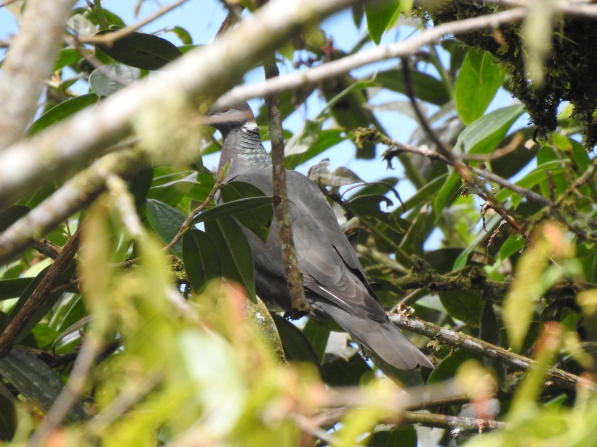 Band-tailed Pigeon - ML473434321