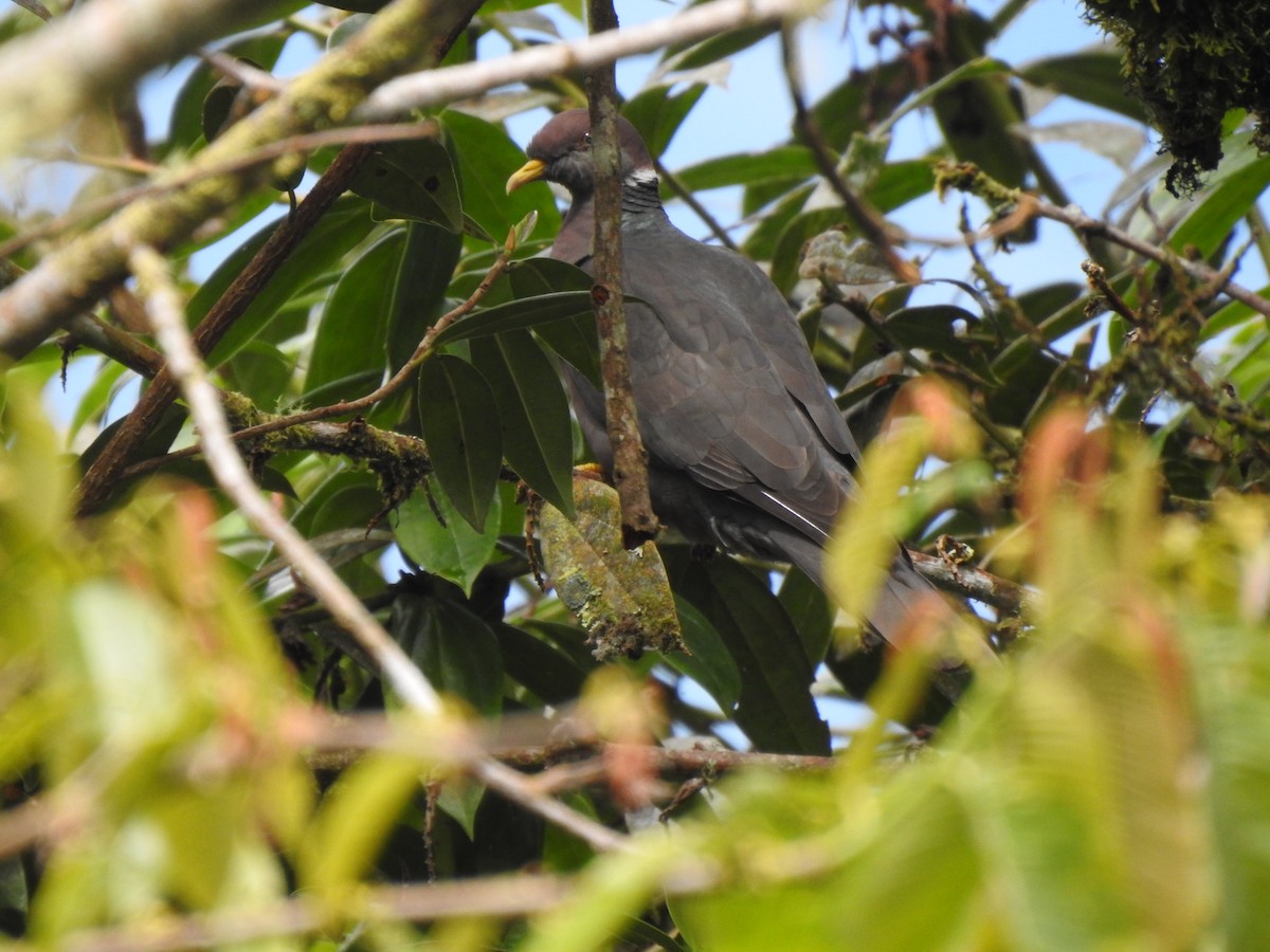 Band-tailed Pigeon - ML473434331