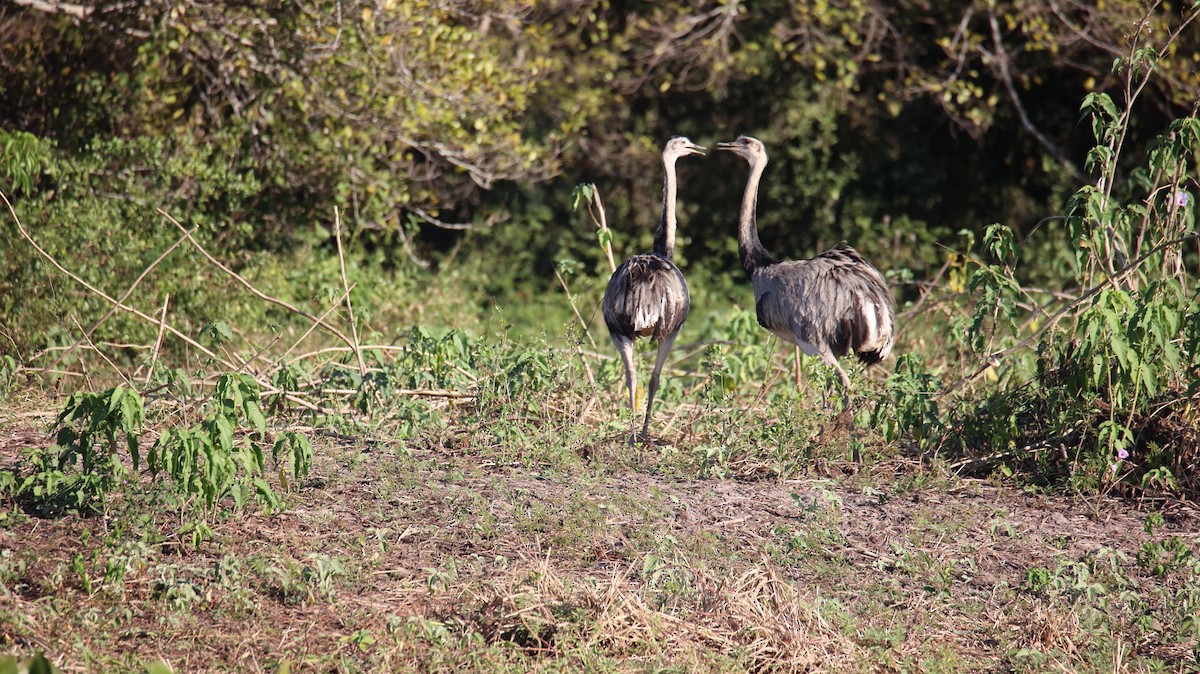 Greater Rhea - Amanda Bielskas