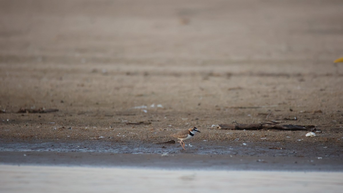 Collared Plover - ML473434641