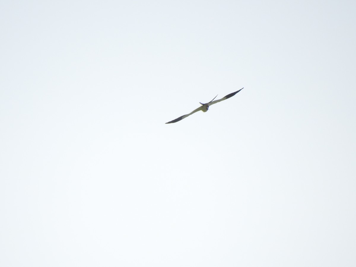 Swallow-tailed Kite - ML473434671
