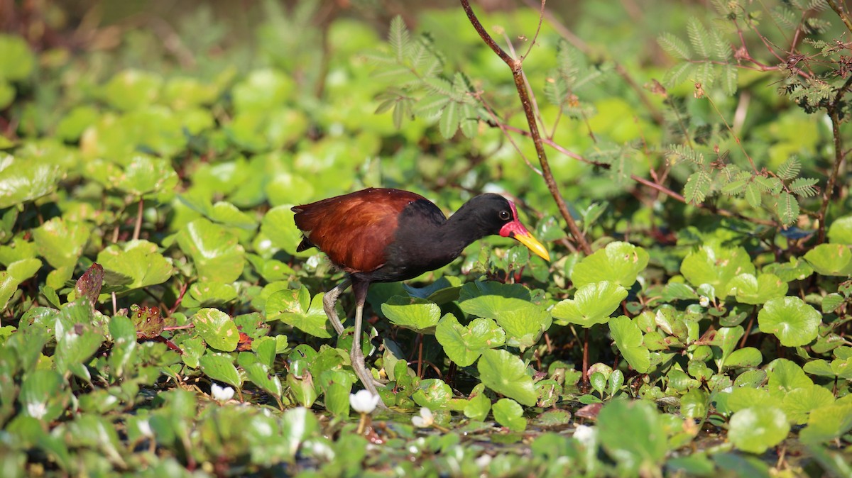 Wattled Jacana - ML473434701