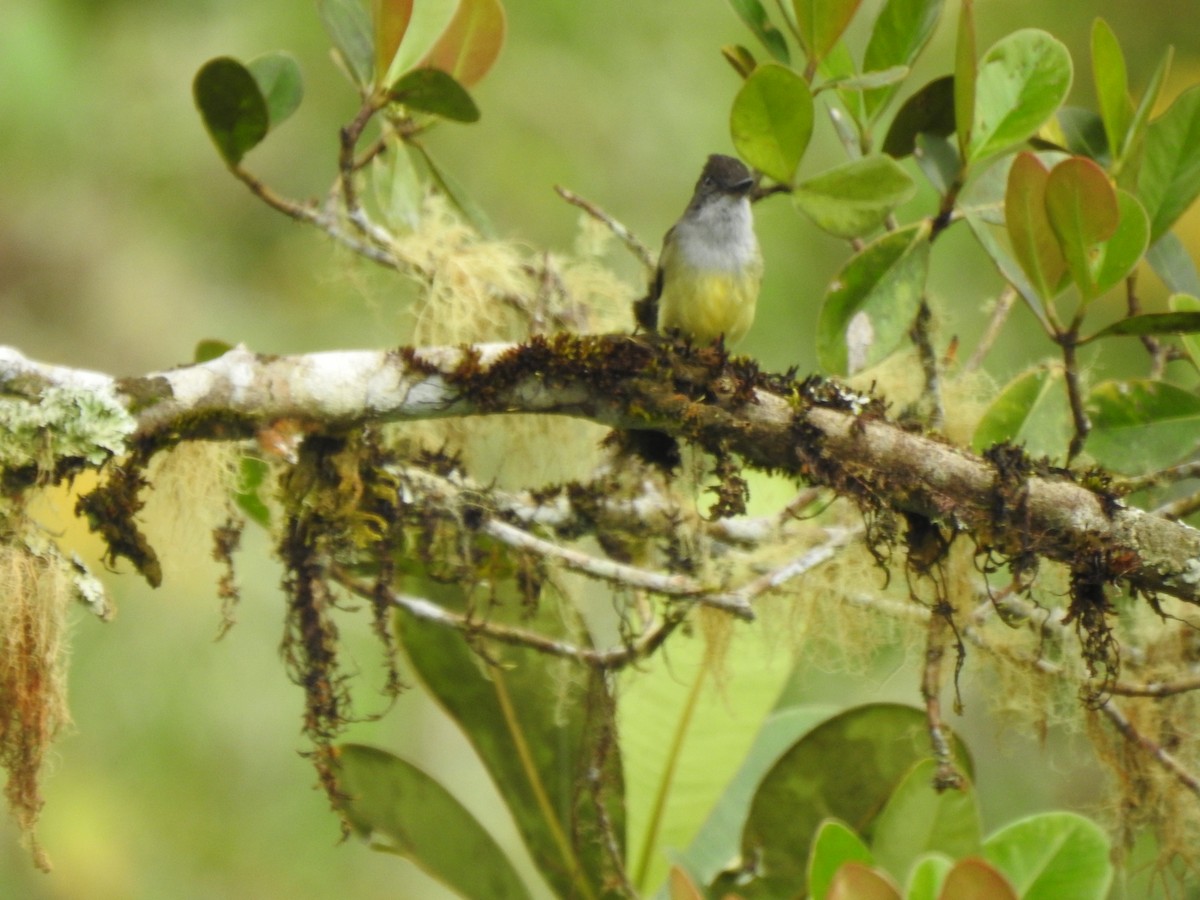 Dusky-capped Flycatcher - ML473434731