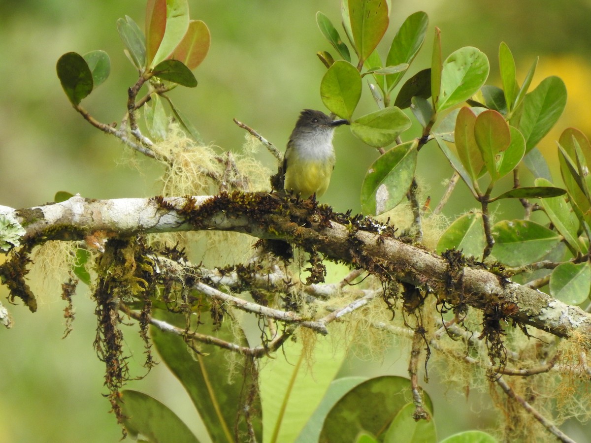 Dusky-capped Flycatcher - ML473434741