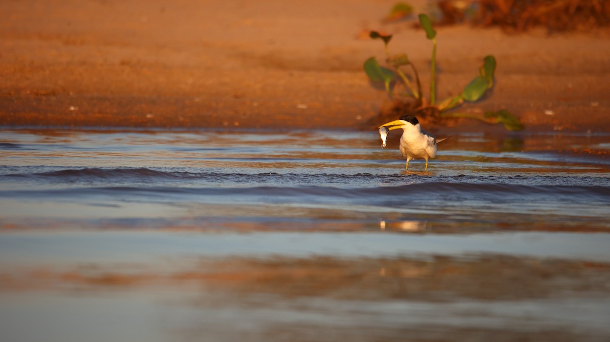 Large-billed Tern - Amanda Bielskas