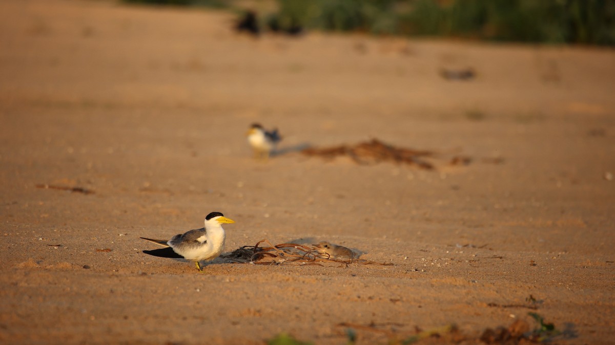 Large-billed Tern - ML473434781