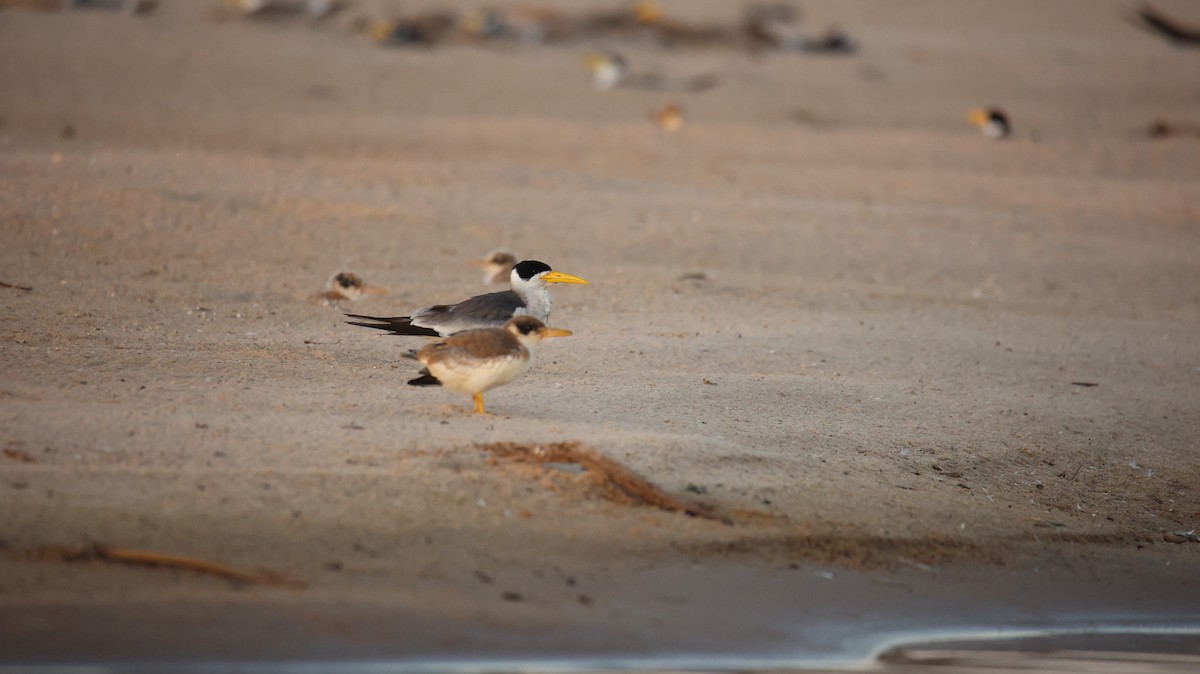 Large-billed Tern - ML473434791