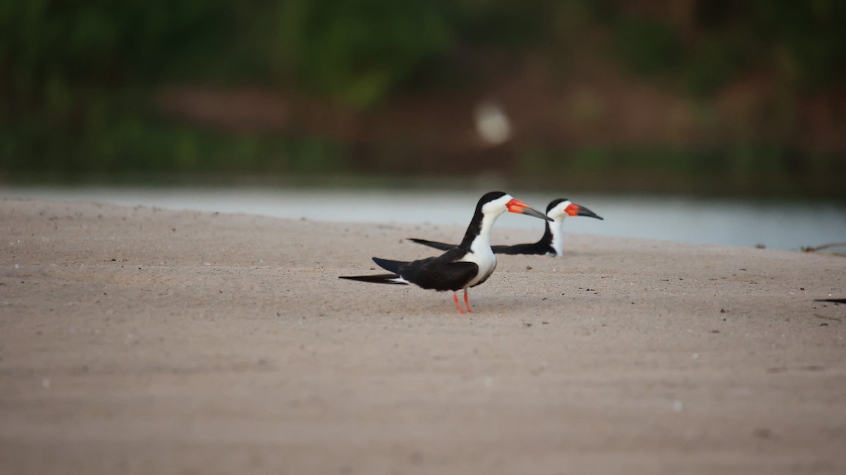 Black Skimmer - ML473434871