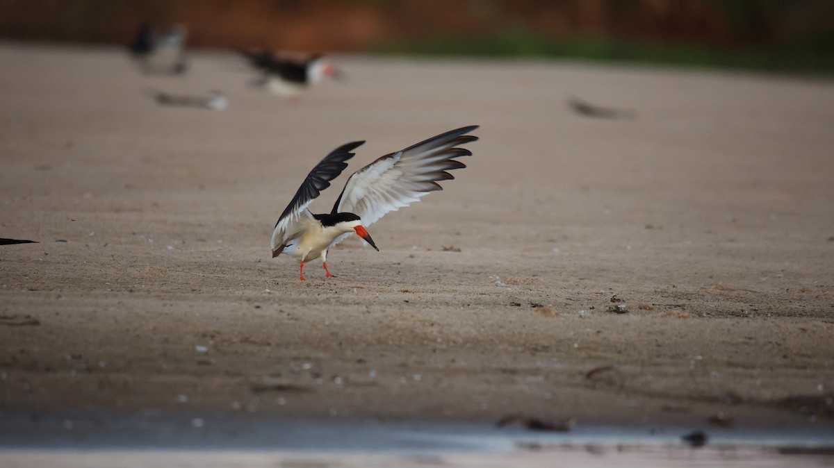 Black Skimmer - ML473434881