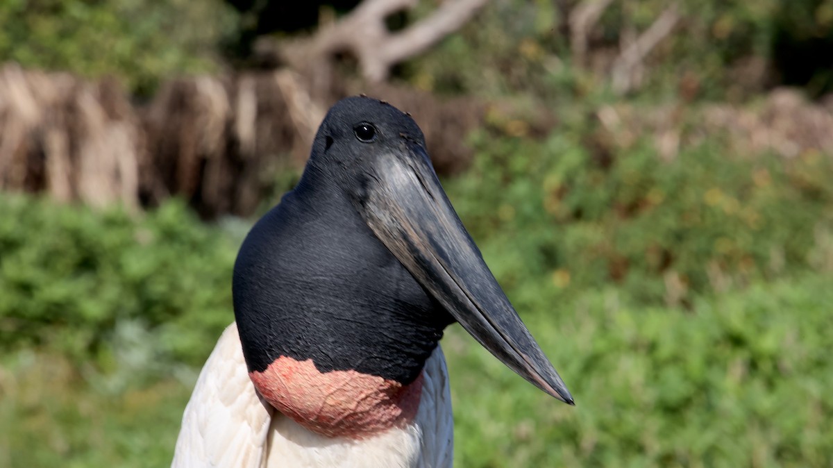 čáp jabiru - ML473435001