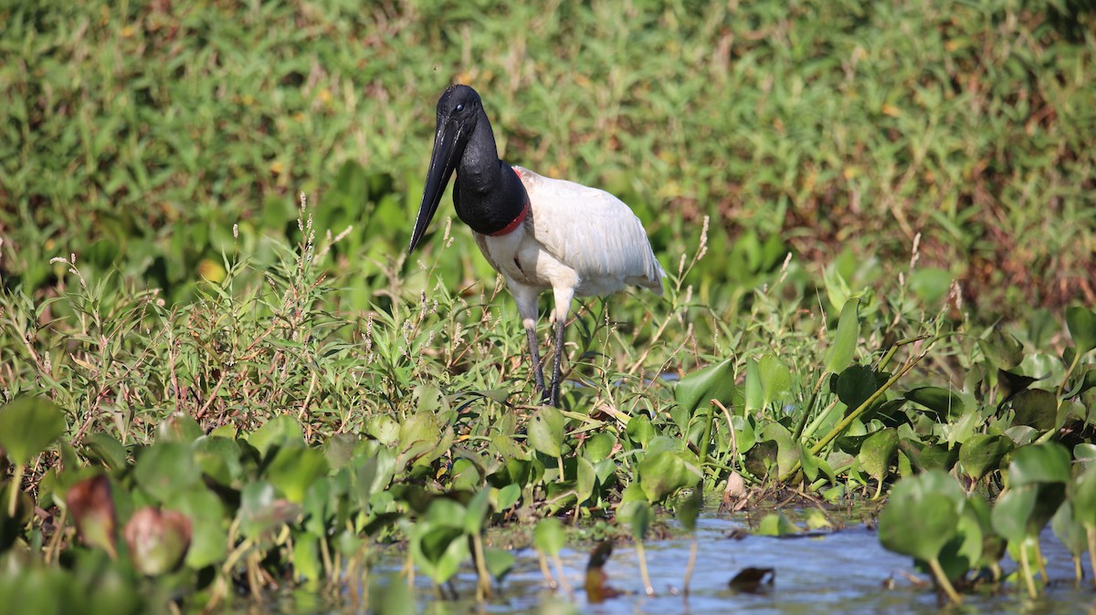 čáp jabiru - ML473435011