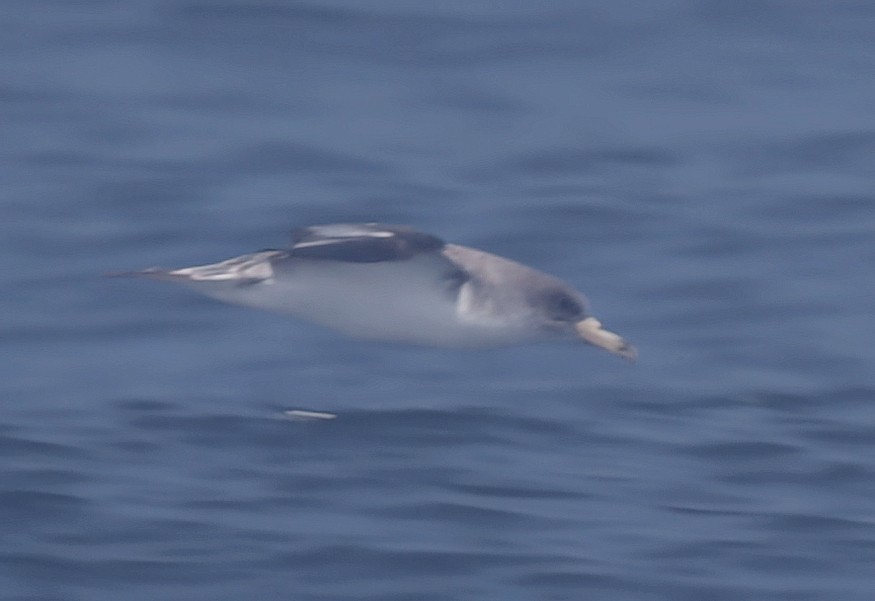 Cory's Shearwater - ML473435061