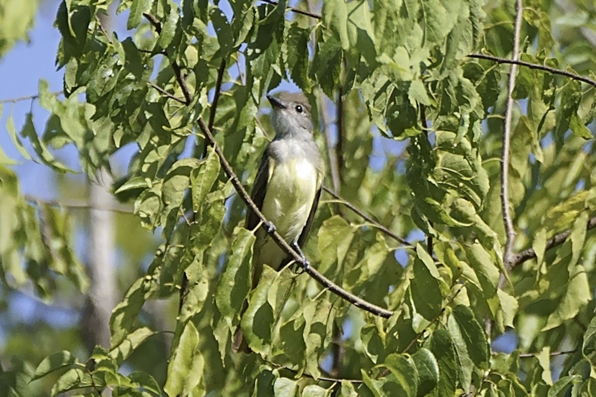 Great Crested Flycatcher - ML473435211