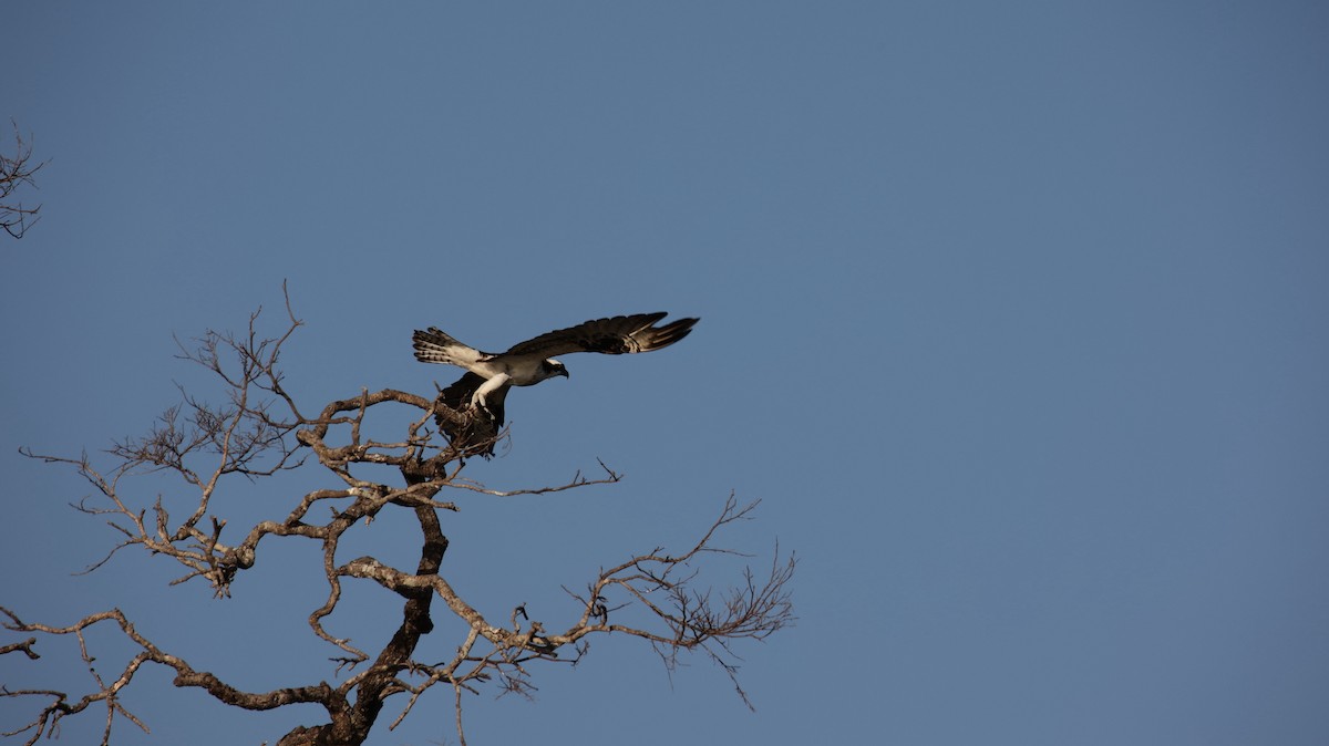 Osprey - ML473435491