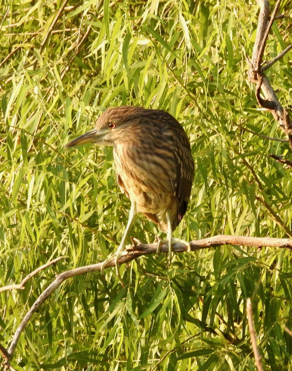 Black-crowned Night Heron - ML473435651