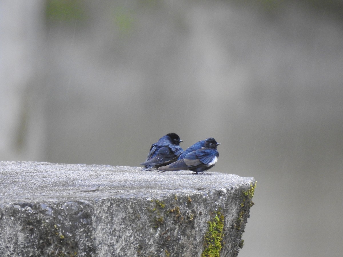 Blue-and-white Swallow - ML473435681