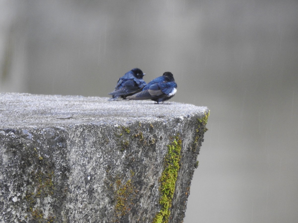 Blue-and-white Swallow - ML473435691