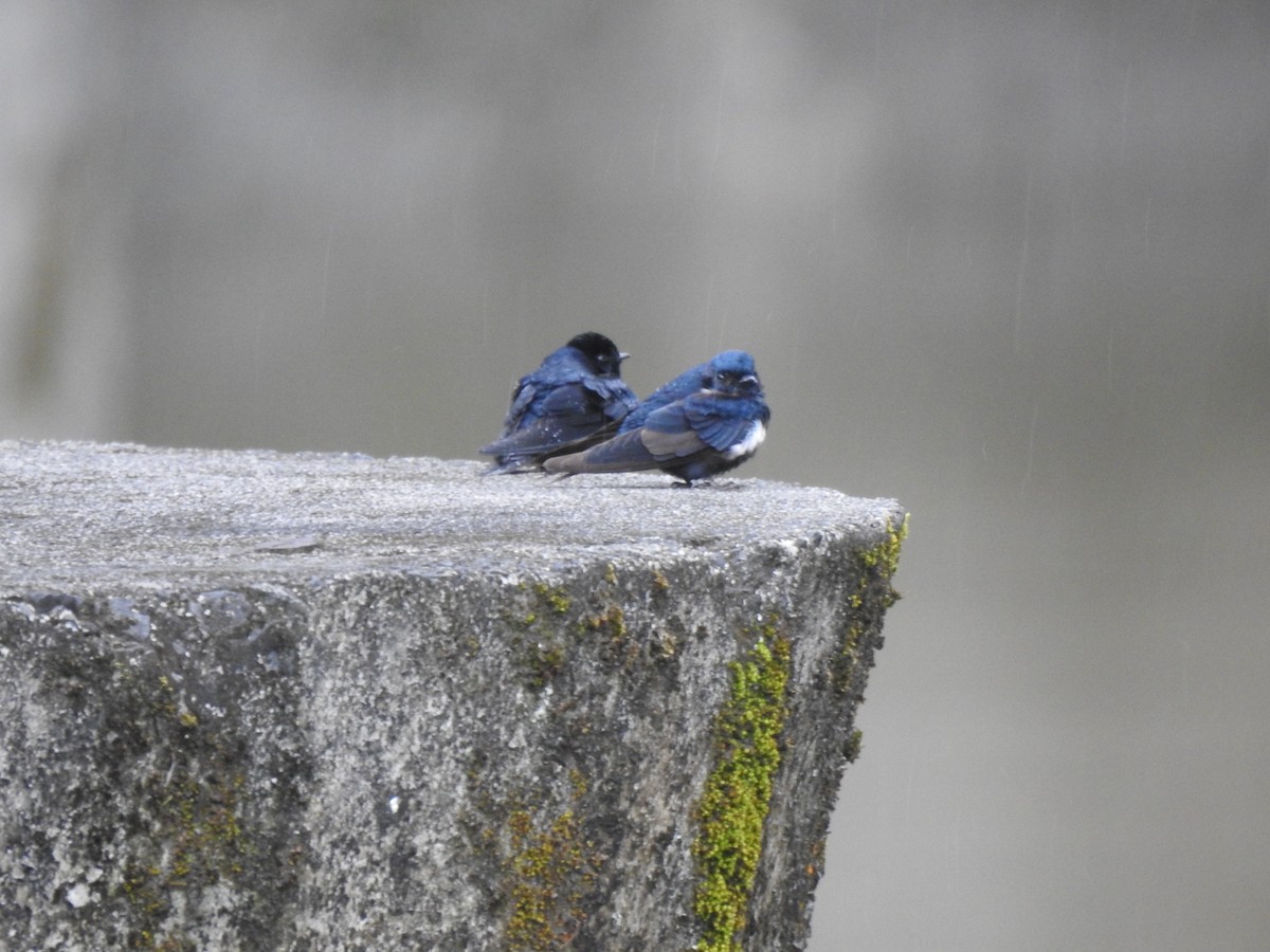 Blue-and-white Swallow - ML473435701