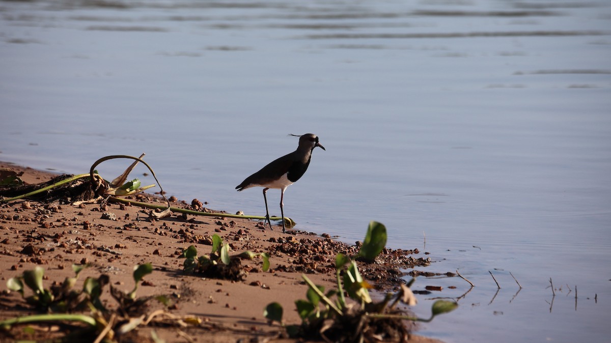 Southern Lapwing - ML473435721