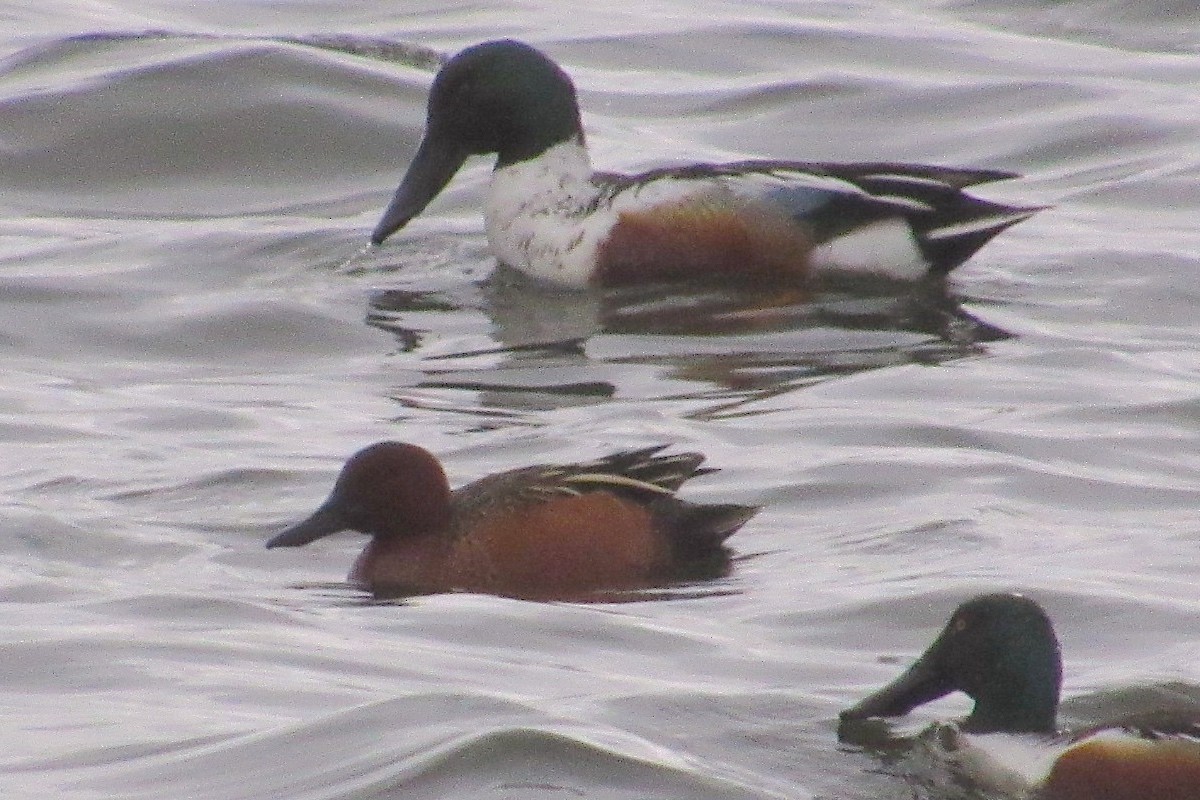 Cinnamon Teal - ML473435751