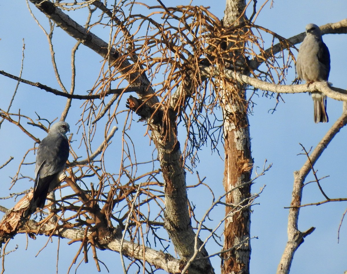 Mississippi Kite - ML473435781