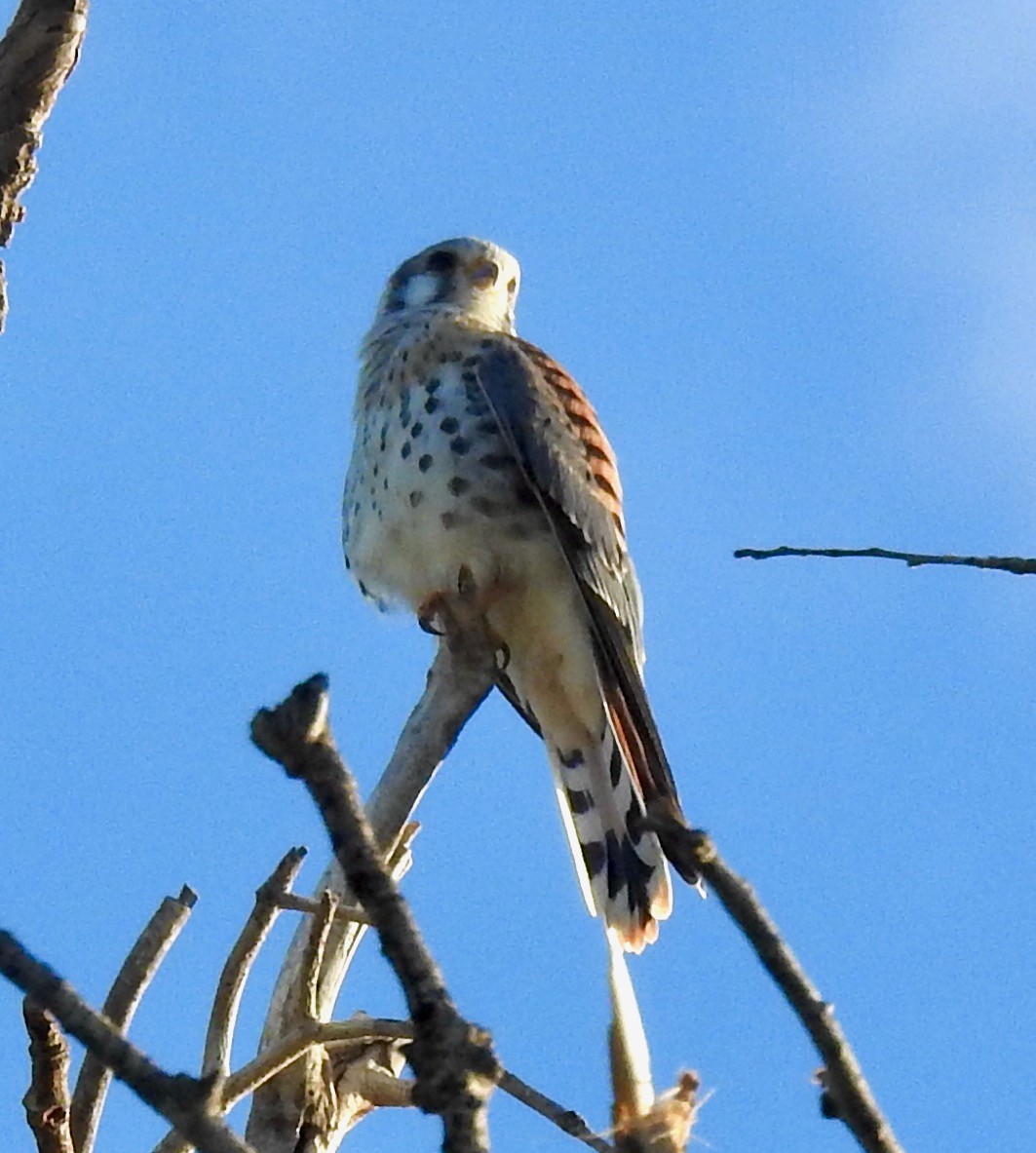 American Kestrel - ML473436011