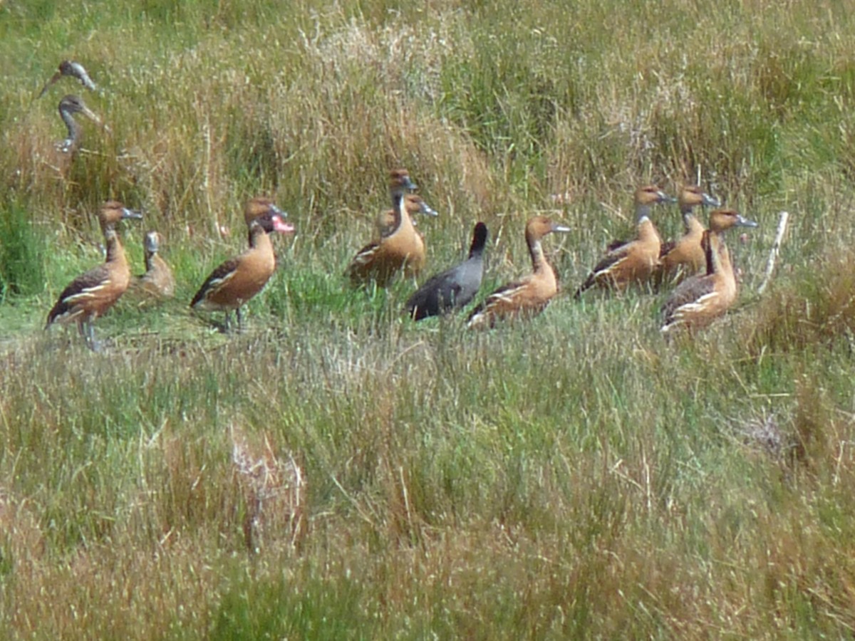 Fulvous Whistling-Duck - Anonymous