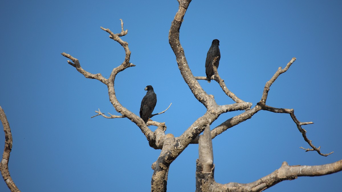 Great Black Hawk - ML473436081