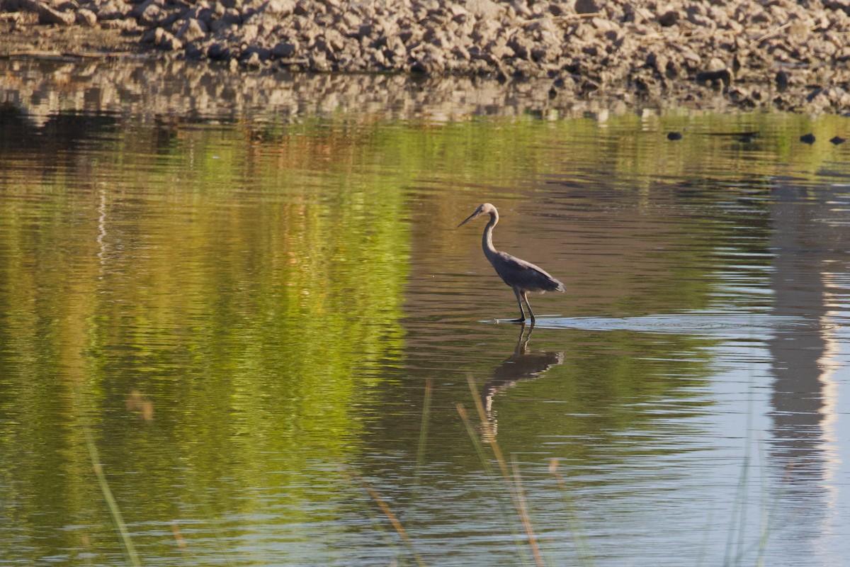 Reddish Egret - Sandi Templeton