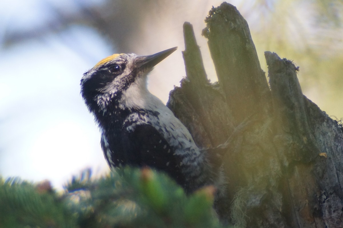 American Three-toed Woodpecker - ML473437471