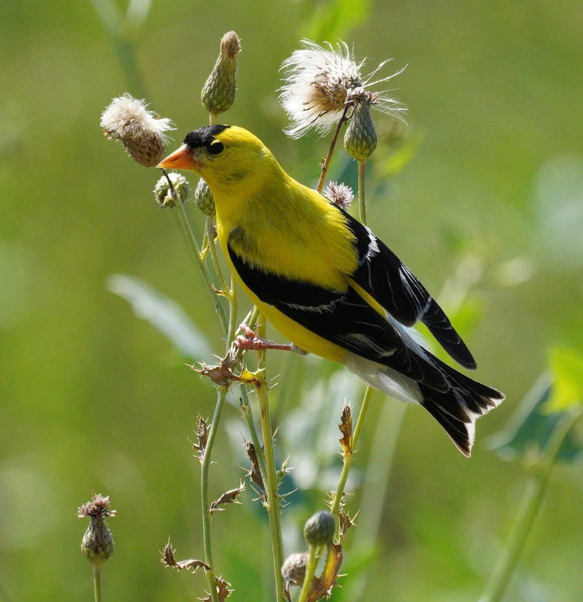 American Goldfinch - linda p