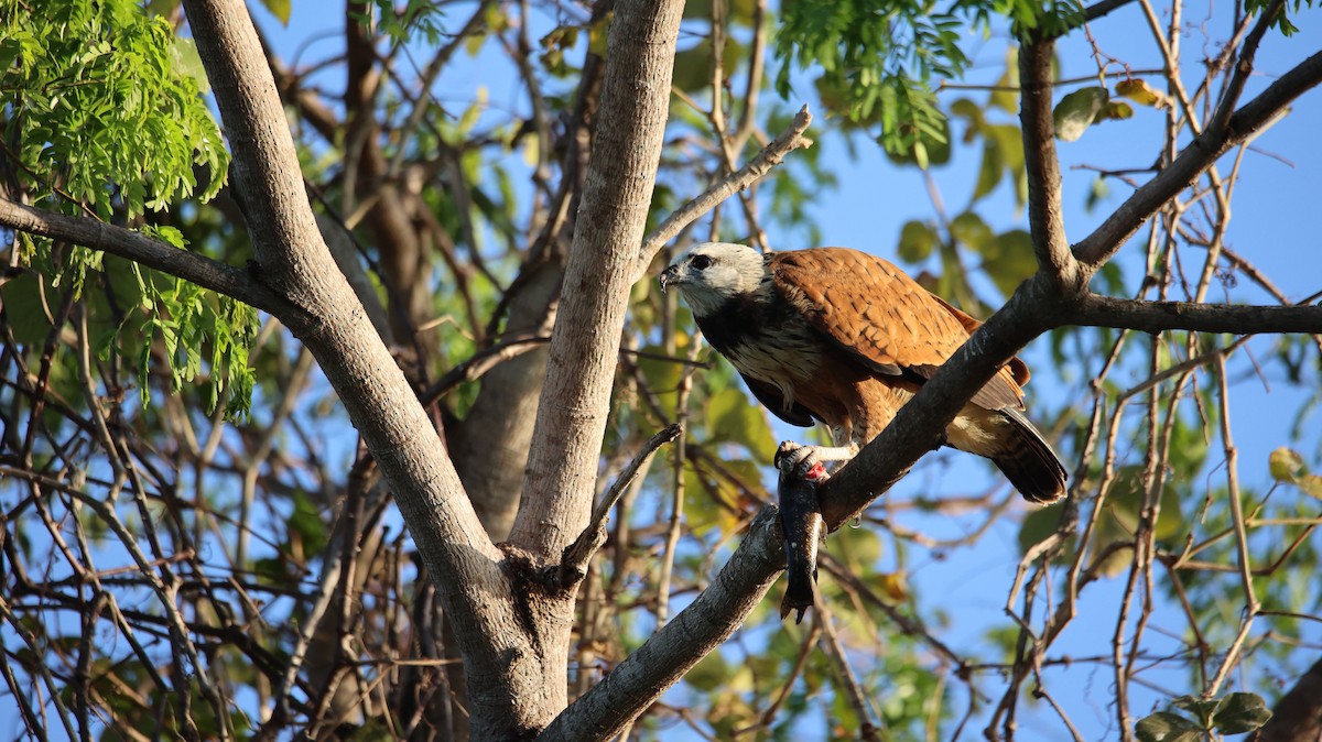 Black-collared Hawk - ML473438161